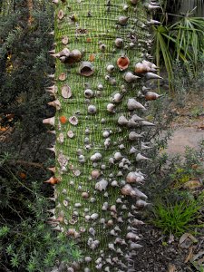 Ceiba speciosa syn. Chorisia speciosa at the San Diego Zoo, California, USA. Identified by sign.