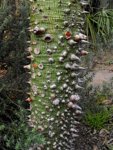 Ceiba speciosa syn. Chorisia speciosa at the San Diego Zoo, California, USA. Identified by sign. photo