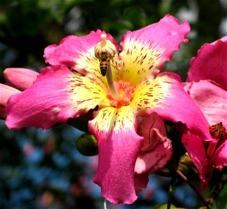 Ceiba speciosa  paineira flower