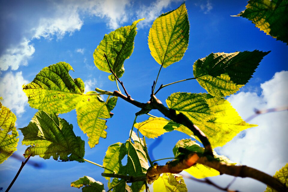 Tree green blue sky