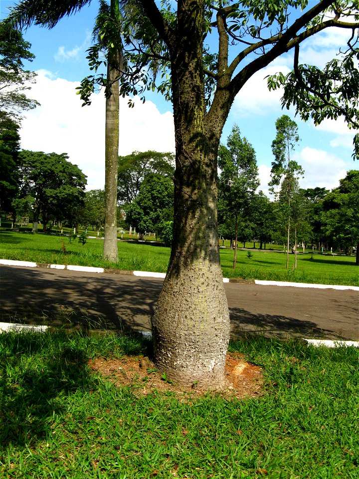 caule de paineira barriguda