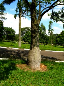 caule de paineira barriguda