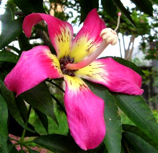 flor de paineira rosa em seu máximo momento photo