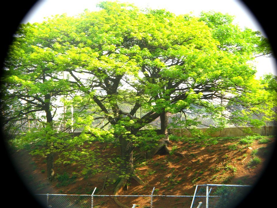 paineira com folhagem nova