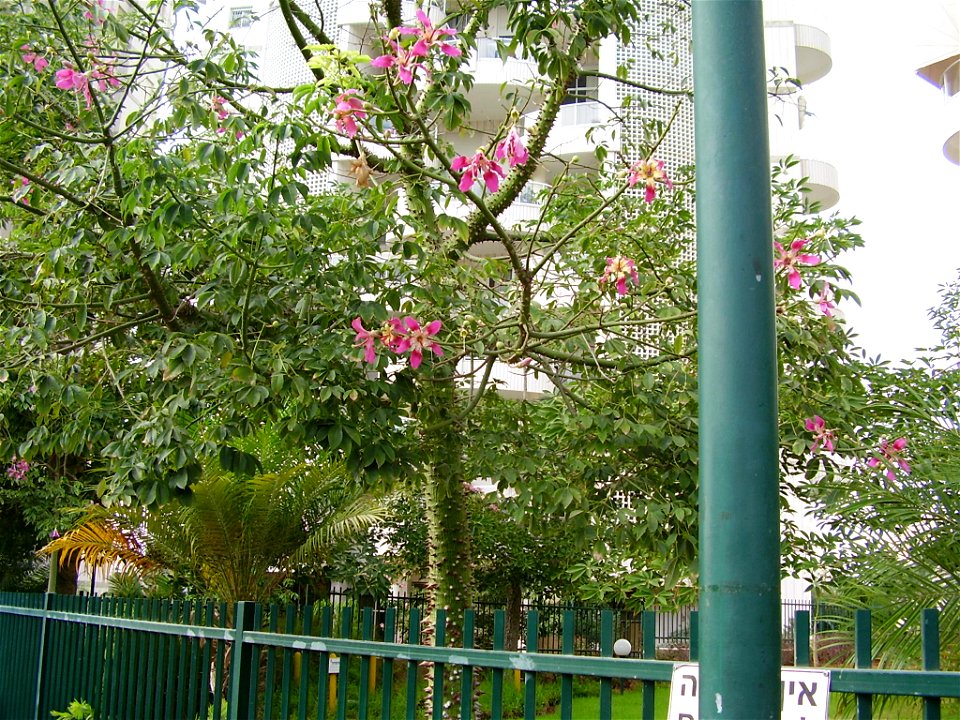 chorisia speciosa, ramat-gan, israel