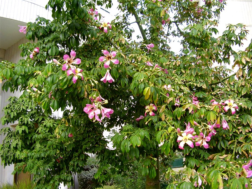 chorisia speciosa, ramat gan, israel