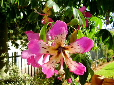 a flower of Ceiba speciosa , ramat gan, israel photo