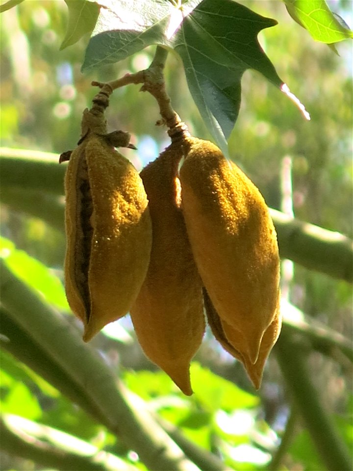 Domaine du Rayol - Fruits of Brachychiton discolor (?). Rayol-Canadel-sur-Mer (Var, France).