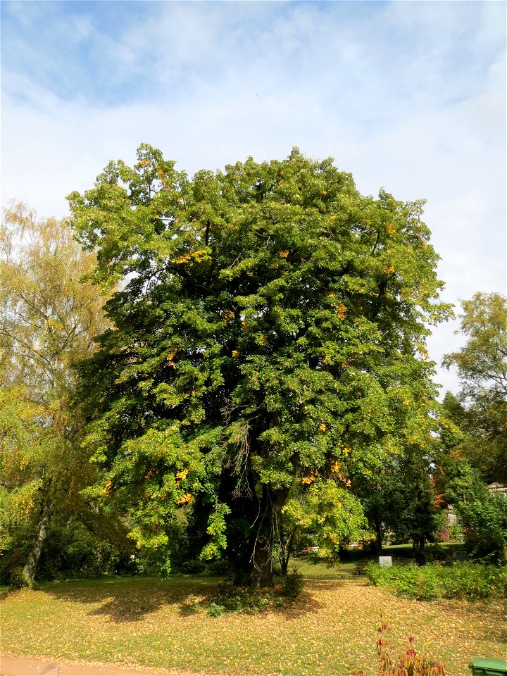 Winter-Linde (Tilia cordata) am Friedhof St. Johann (Saarbrücken)