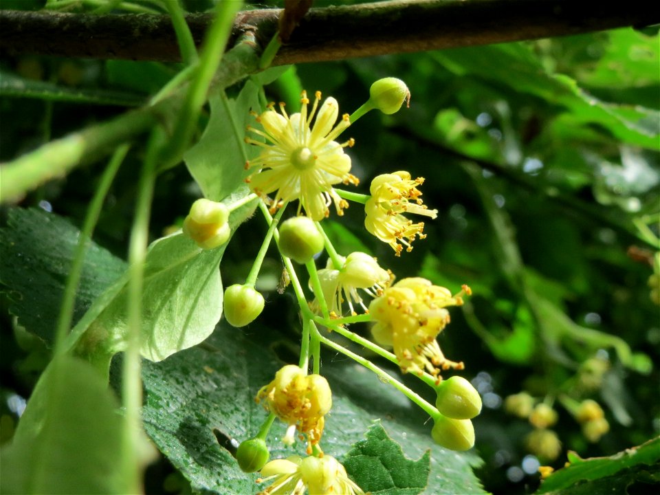 Winterlinde (Tilia cordata) in Hockenheim