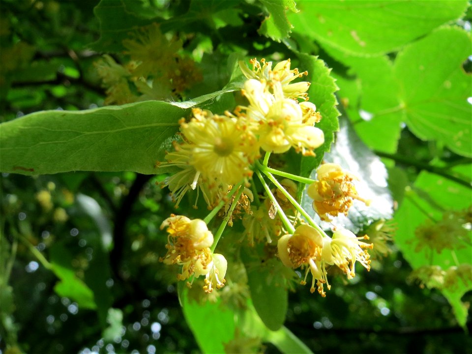 Winterlinde (Tilia cordata) in Hockenheim