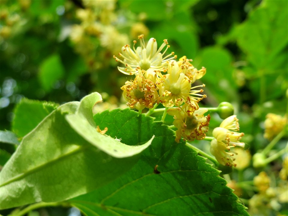 Winterlinde (Tilia cordata) in Hockenheim