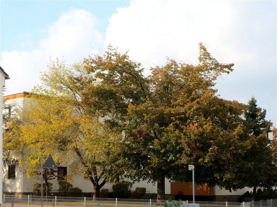 Winterlinde (Tilia cordata) in Hockenheim photo