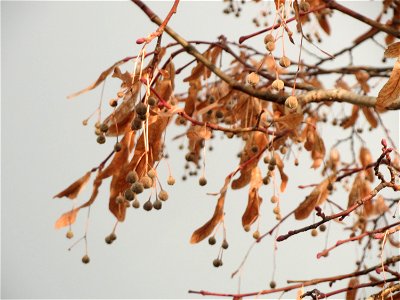 Winterlinde (Tilia cordata) an der Berlinallee in Hockenheim