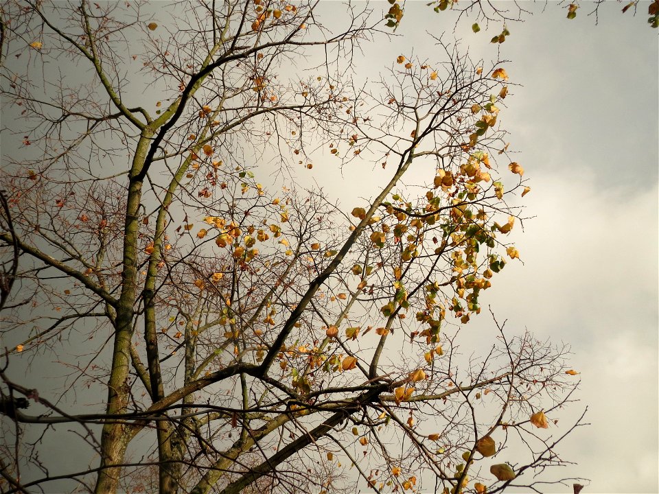 Winterlinde (Tilia cordata) an der Berlinallee in Hockenheim
