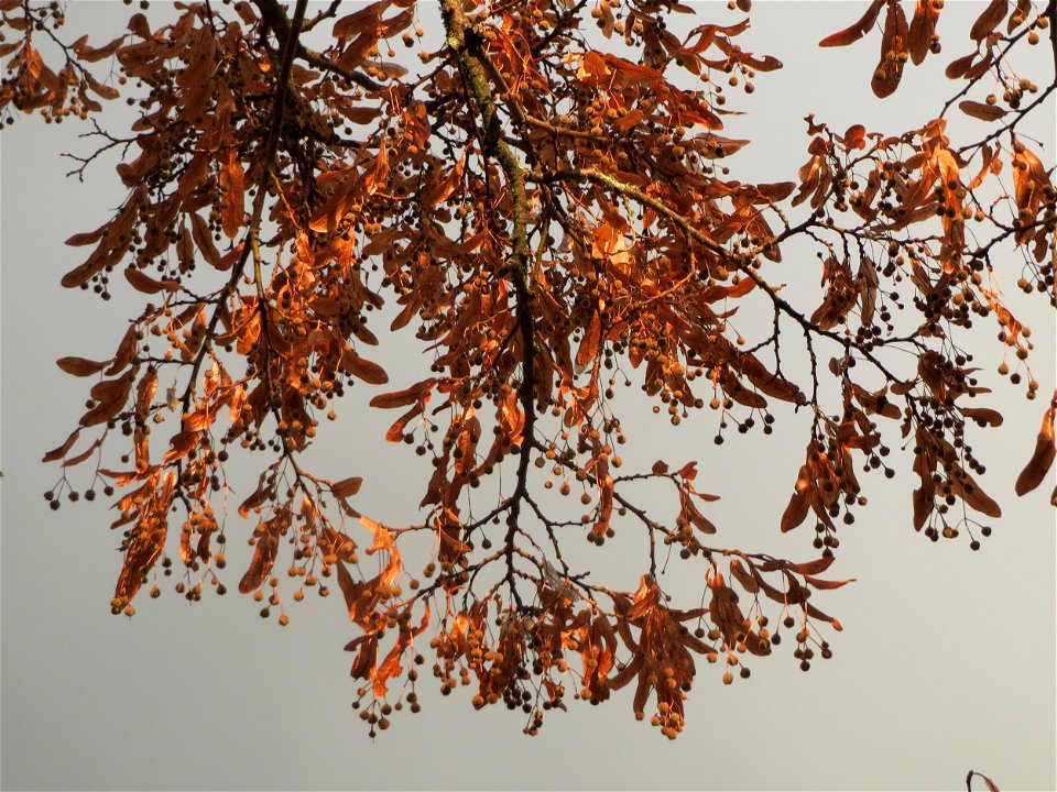 Winterlinde (Tilia cordata) an der Berlinallee in Hockenheim
