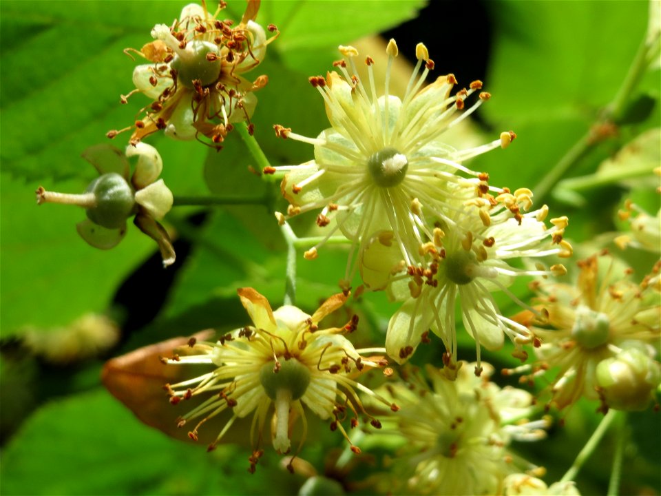 Blüte der Winterlinde (Tilia cordata) am Staden in Saarbrücken