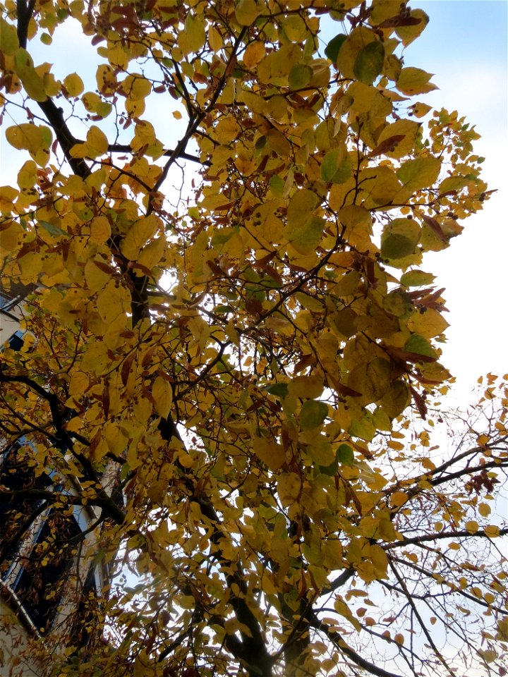 Winterlinde (Tilia cordata) in Hockenheim photo