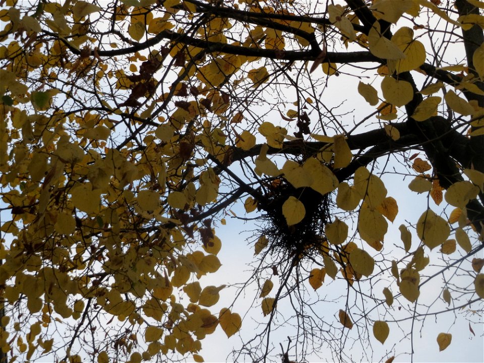 Winterlinde (Tilia cordata) in Hockenheim photo