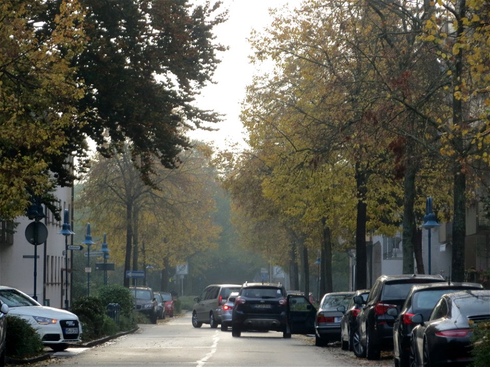 Winterlinde (Tilia cordata) in Hockenheim photo