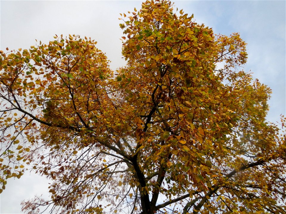 Winterlinde (Tilia cordata) in Hockenheim photo