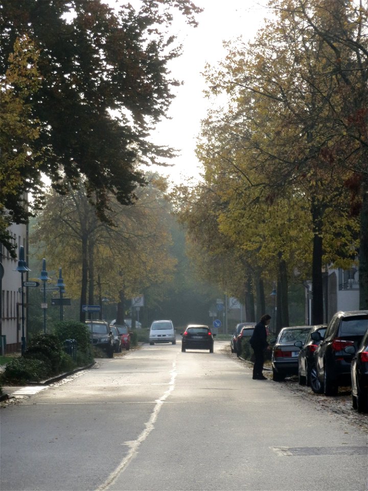 Winterlinde (Tilia cordata) in Hockenheim