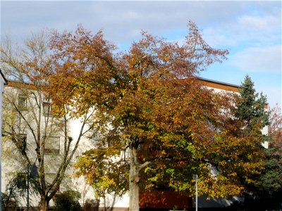 Winterlinde (Tilia cordata) in Hockenheim photo