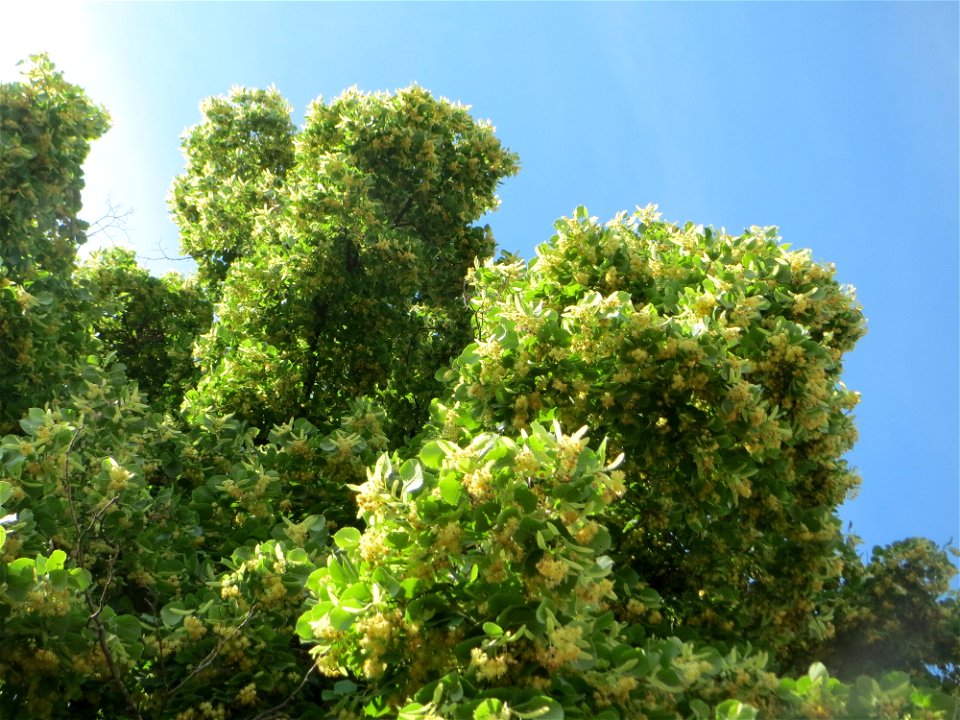 Blüte der Winterlinde (Tilia cordata) in Hockenheim