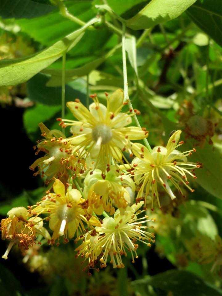 Blüte der Winterlinde (Tilia cordata) in Hockenheim