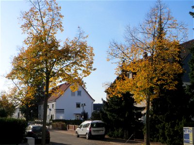 Typischer Straßenbaum: Winterlinde (Tilia cordata) in Hockenheim photo