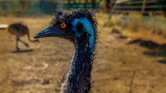 Animal world flightless bird head