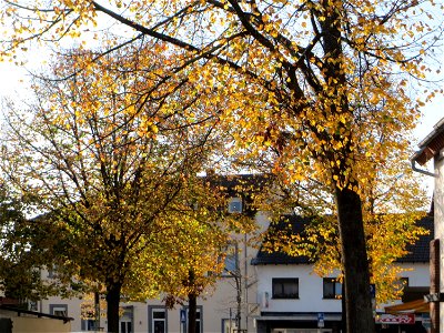 Typischer Straßenbaum: Winterlinde (Tilia cordata) in Hockenheim