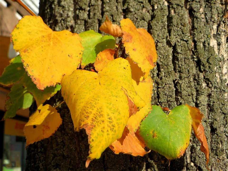 Typischer Straßenbaum: Winterlinde (Tilia cordata) in Hockenheim