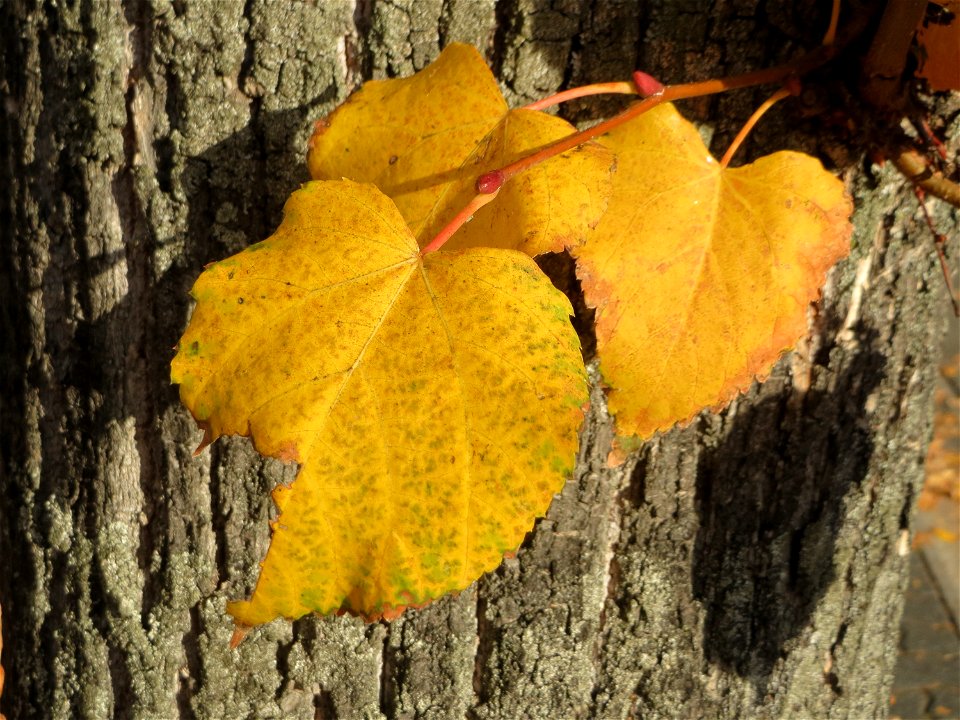 Typischer Straßenbaum: Winterlinde (Tilia cordata) in Hockenheim photo