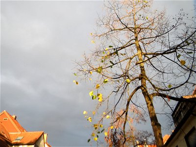 Typischer Straßenbaum: Winterlinde (Tilia cordata) an der Karlsruher Straße in Hockenheim