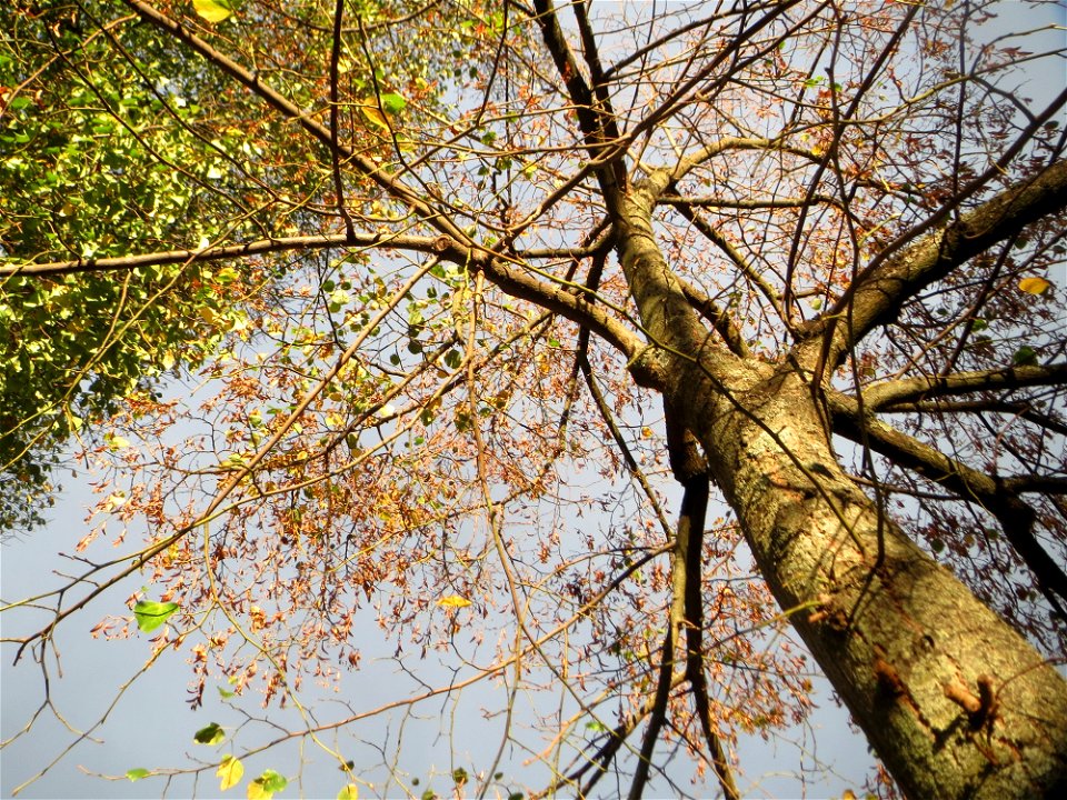 Typischer Straßenbaum: Winterlinde (Tilia cordata) an der Karlsruher Straße in Hockenheim
