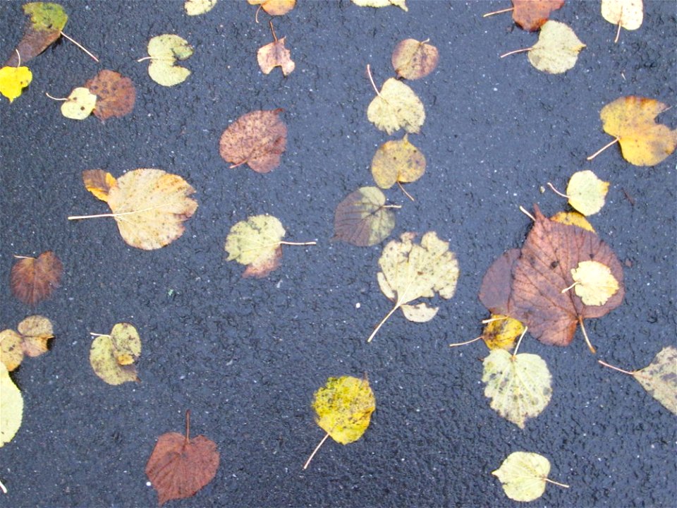 Herbstlaub der Winterlinde (Tilia cordata) in der Berlinallee in Hockenheim