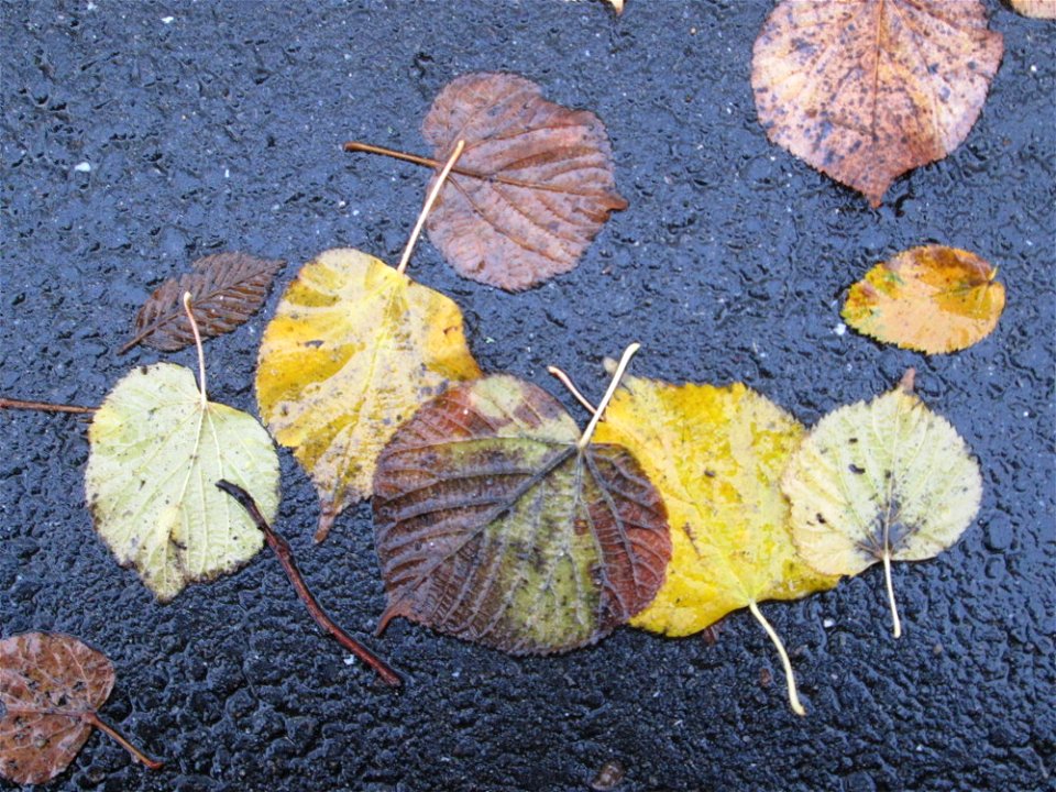 Herbstlaub der Winterlinde (Tilia cordata) in der Berlinallee in Hockenheim