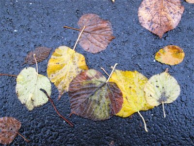 Herbstlaub der Winterlinde (Tilia cordata) in der Berlinallee in Hockenheim photo