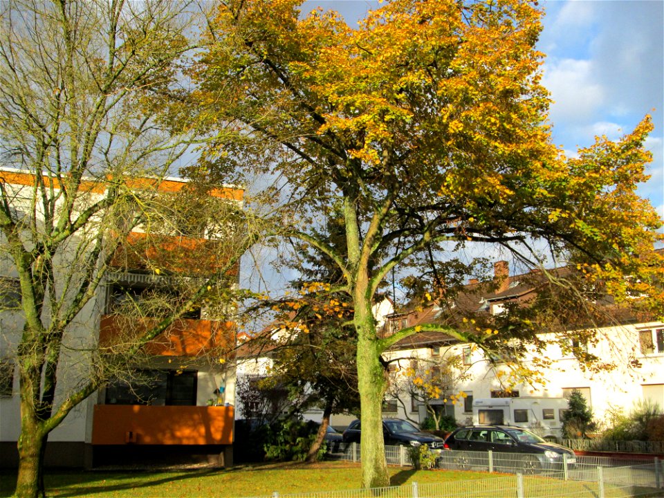 Winterlinde (Tilia cordata) in Hockenheim