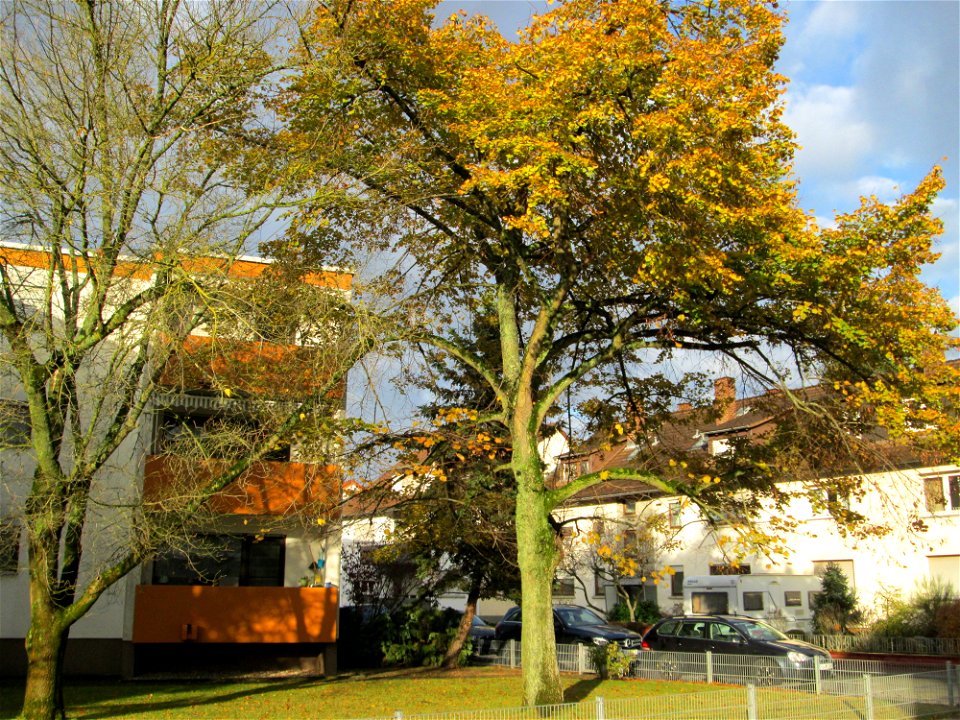 Winterlinde (Tilia cordata) in Hockenheim photo