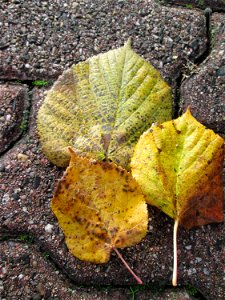 Winterlinde (Tilia cordata) in Hockenheim photo