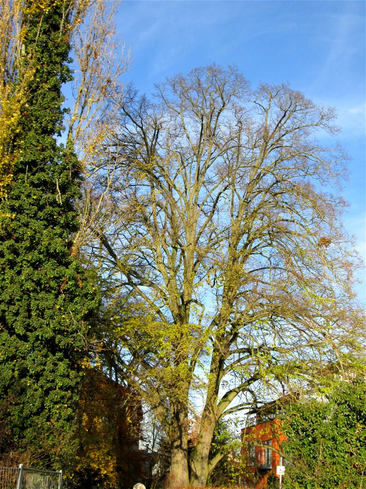 Mächtige Winterlinde (Tilia cordata) im Garten des Anwesens Obere Mühlstraße 5 in Hockenheim