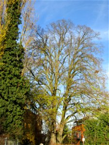 Mächtige Winterlinde (Tilia cordata) im Garten des Anwesens Obere Mühlstraße 5 in Hockenheim photo