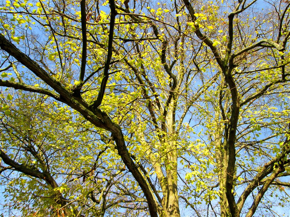 Mächtige Winterlinde (Tilia cordata) im Garten des Anwesens Obere Mühlstraße 5 in Hockenheim