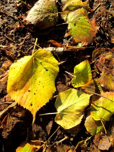 Mächtige Winterlinde (Tilia cordata) im Garten des Anwesens Obere Mühlstraße 5 in Hockenheim