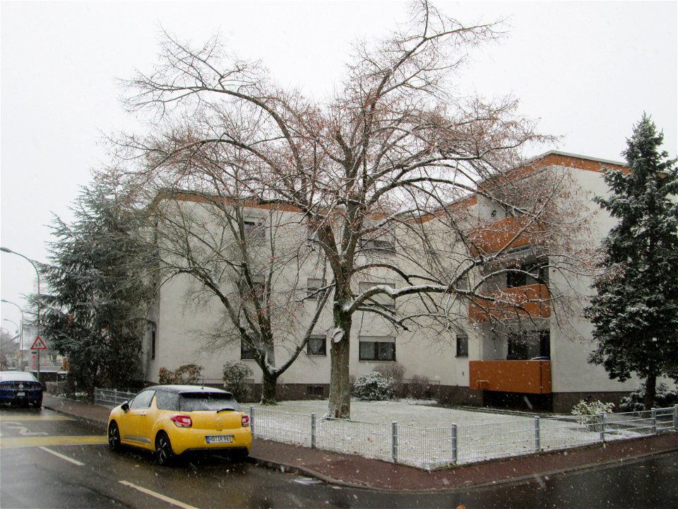 Winterlinde (Tilia cordata) in Hockenheim bei Neuschnee am 3. Dezember 2017
