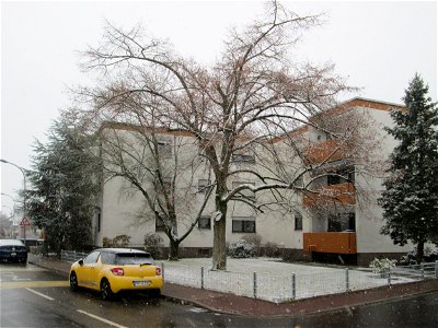 Winterlinde (Tilia cordata) in Hockenheim bei Neuschnee am 3. Dezember 2017