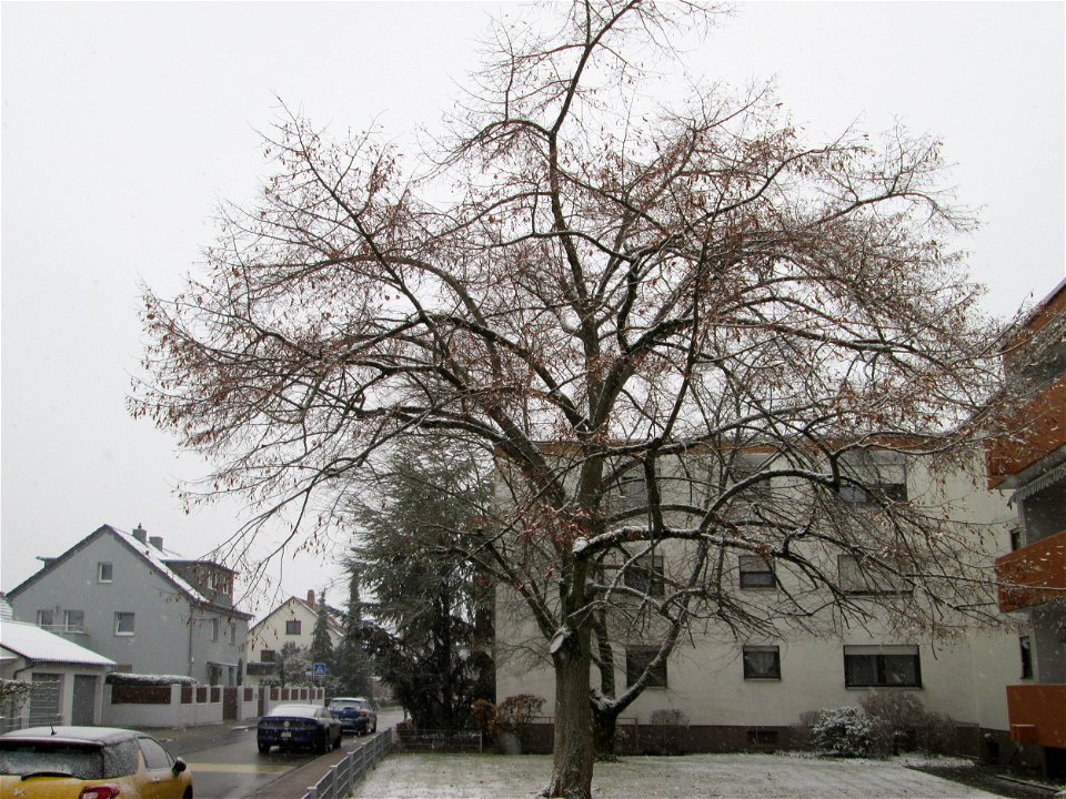 Winterlinde (Tilia cordata) in Hockenheim bei Neuschnee am 3. Dezember 2017