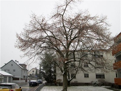 Winterlinde (Tilia cordata) in Hockenheim bei Neuschnee am 3. Dezember 2017
